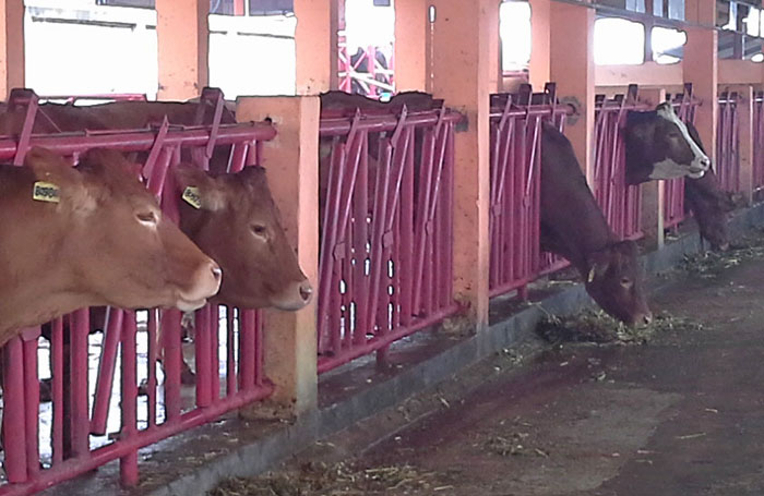 Daging Konsumsi Lebaran, DKI Anjurkan Warga Beli di RPH